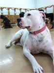 daycare pic 5 - porkchop
